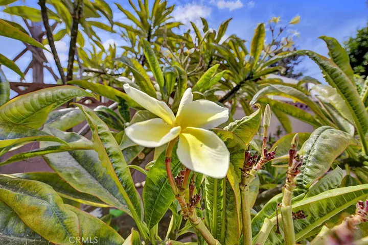 Beautiful Plumerias in the back yard