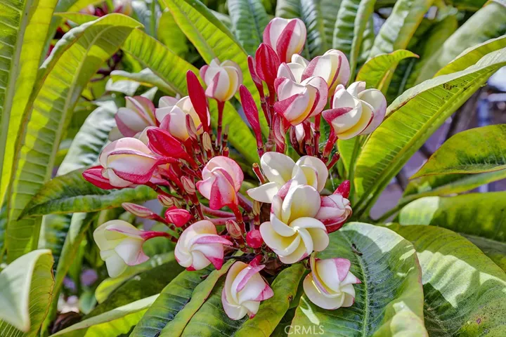 Beautiful Plumerias