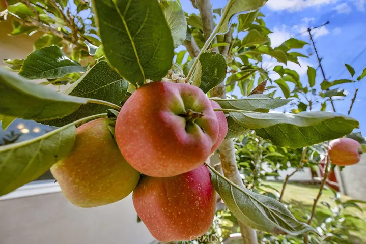 Apple Tree