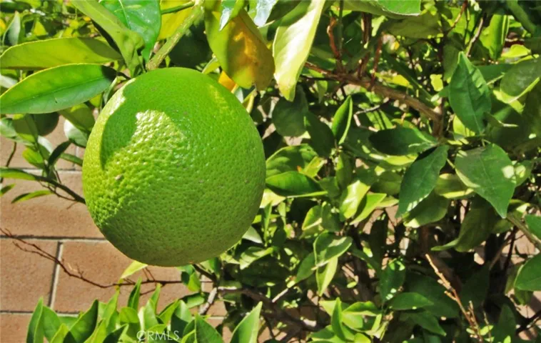 Citrus