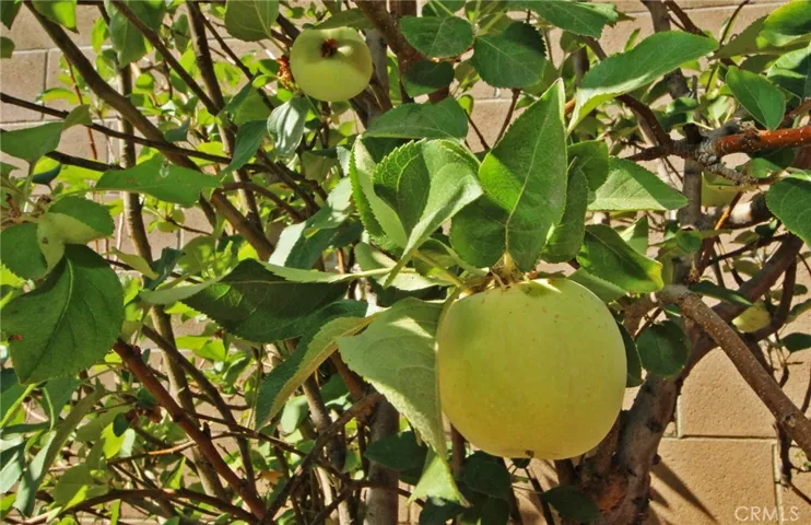 Apples