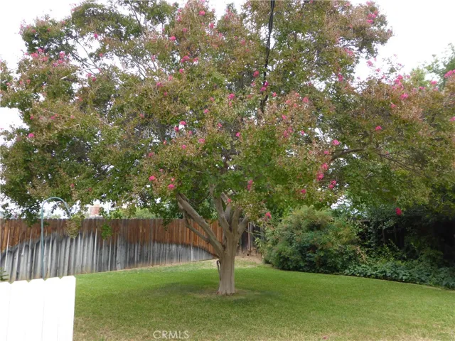 Back Yard Crepe​​‌​​​​‌​​‌‌​​‌​​​‌‌​​​‌​​‌‌​​‌‌​​‌‌​​​​ Myrtle