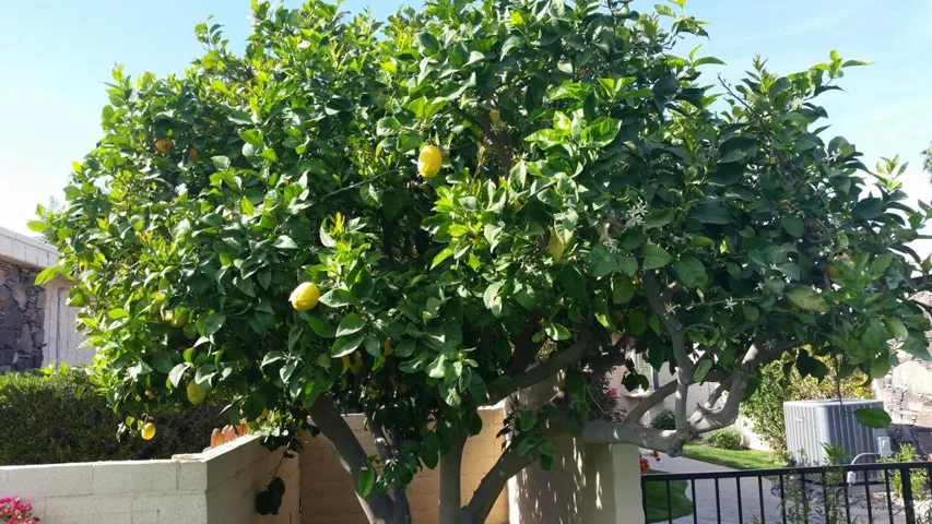 Fruit Tree