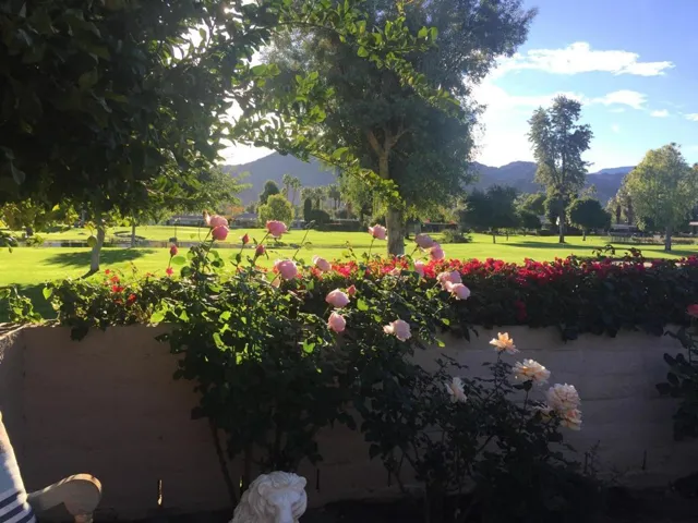 e picture roses 2