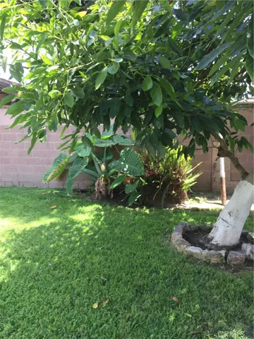 Avocado tree