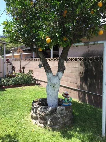 Orange tree in bloom