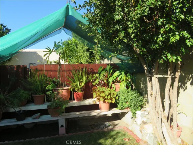 Fruit trees and potted plants