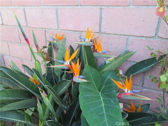 backyard birds of paradise plant
