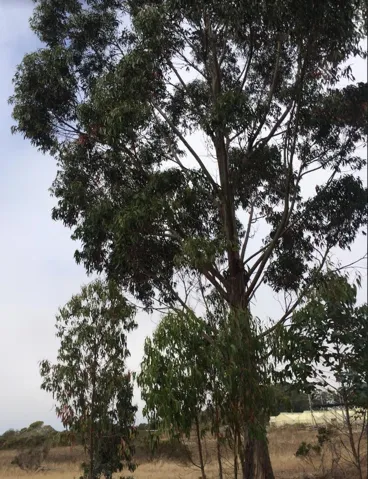 0 Undefined (van Ness), Half Moon Bay, California 94019