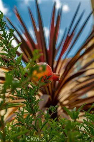 beautiful plants.