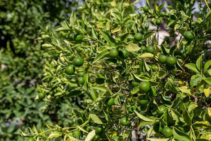 plenty of delicious fruit trees.