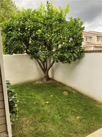 Lemon tree