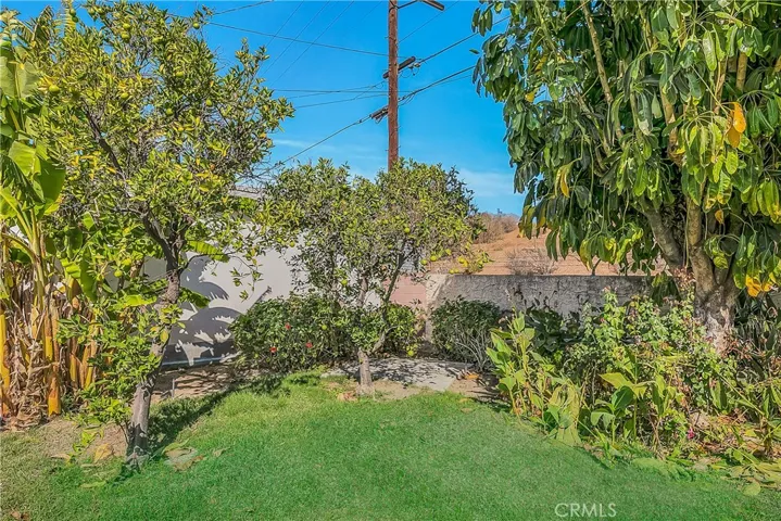 Fruit Trees in Backyard