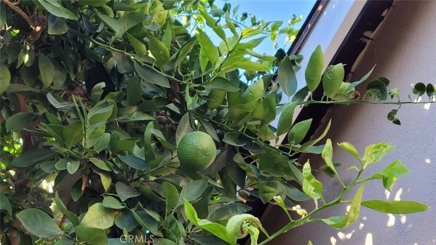 Mandarin tree