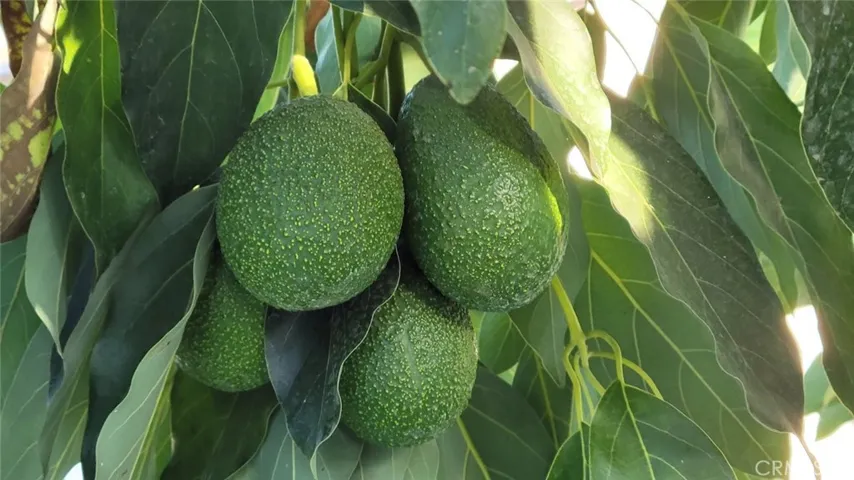 Avocado tree