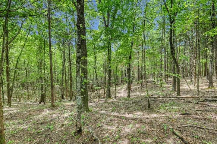 Woods have been maintained by periodic controlled burns.