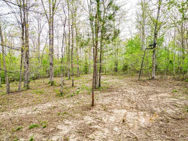 trees stands and box blinds come with the property