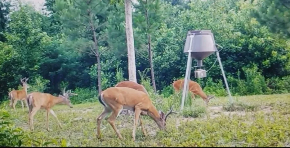 Deer and Turkey are all over this track