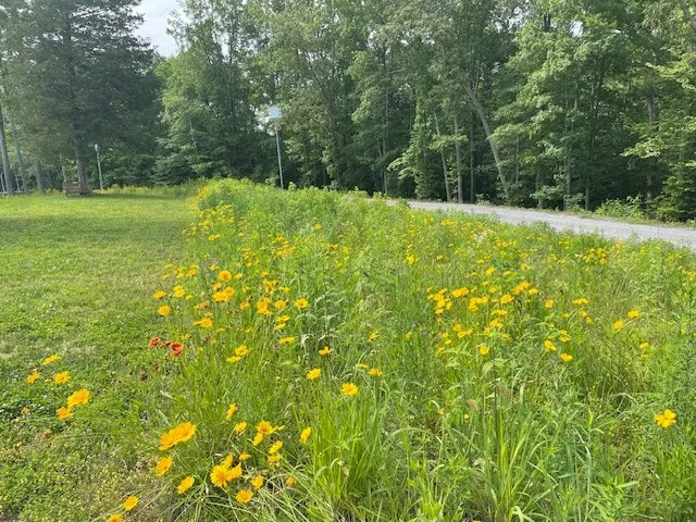Wild flower patch at road frontage