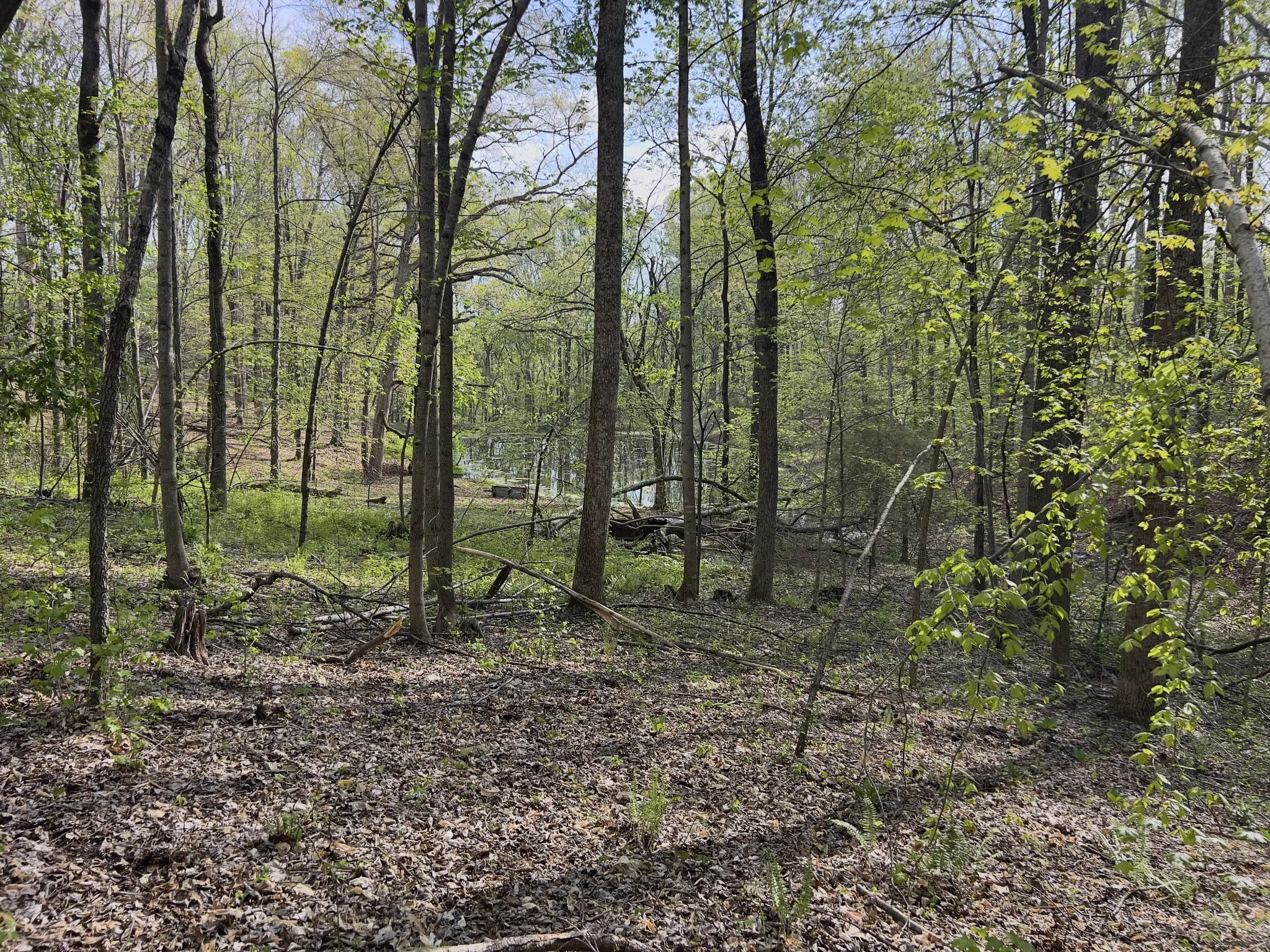 Neighboring Pond