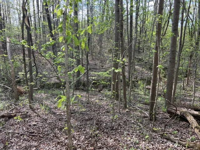 Neighboring Pond Is Fed By Natural Springs