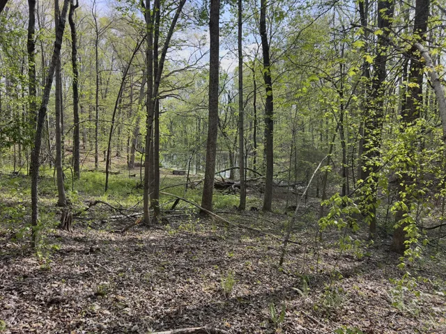 Neighboring Pond