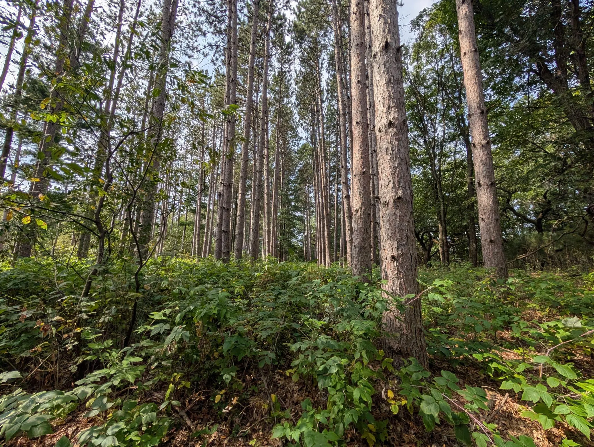 Photo 26 of Xxxx Joplin Nw Street