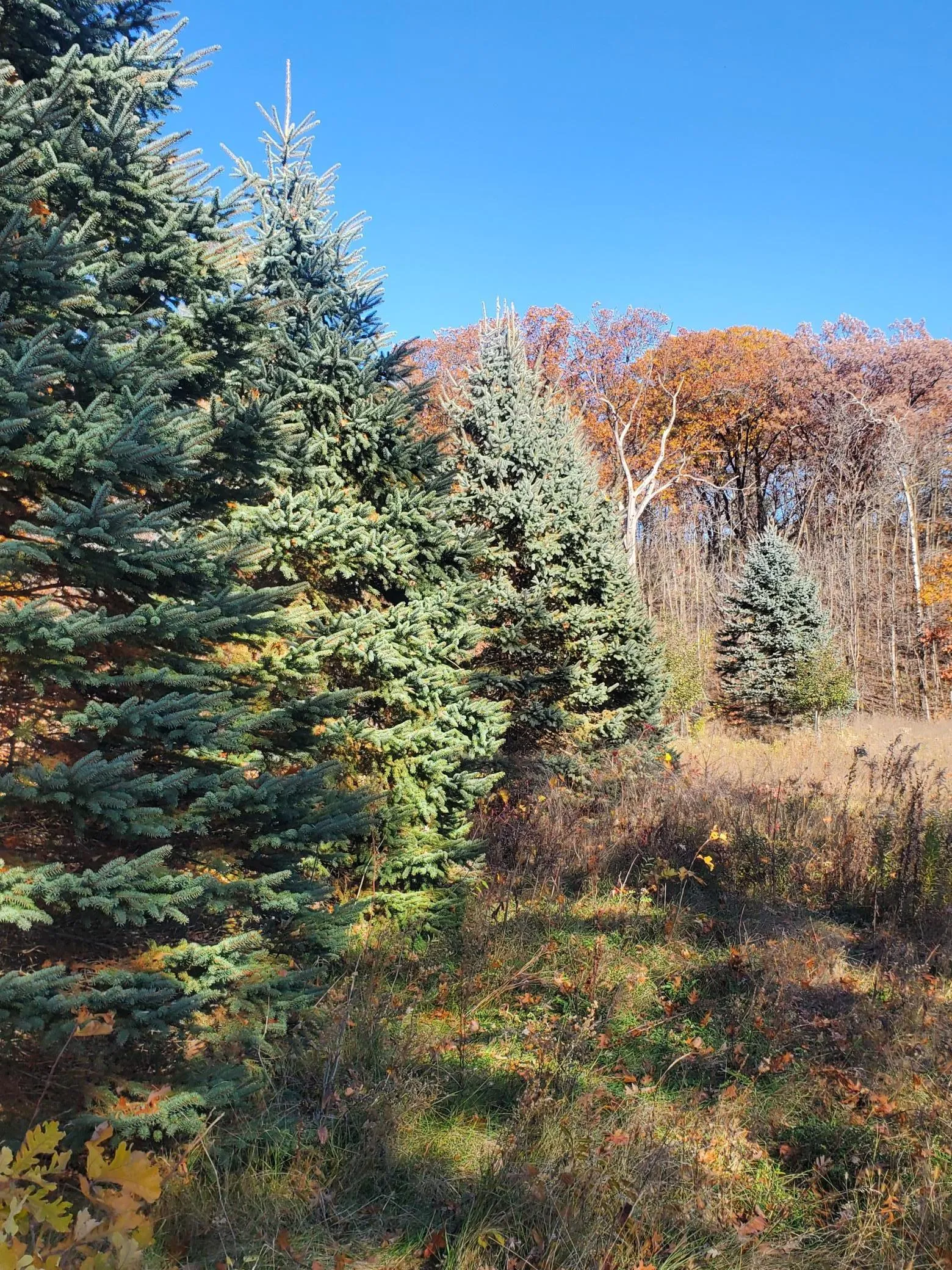 Photo 7 of Lot 3 E Cedar Lake Ct