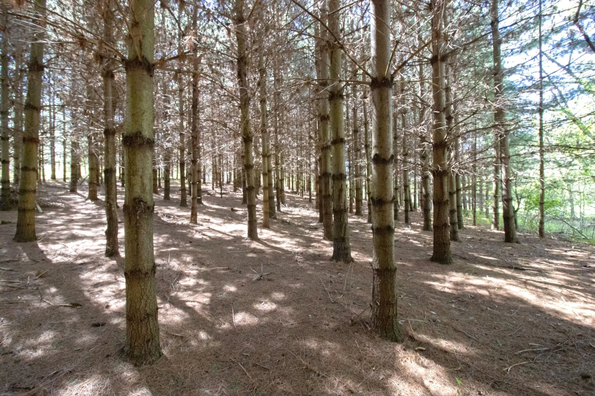 Photo 5 of Tbd Nueman Trail