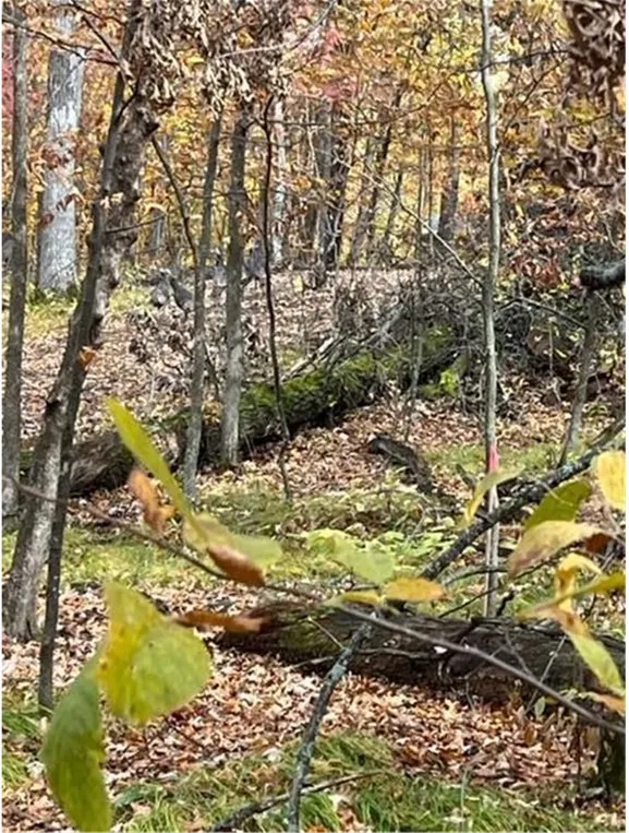 Photo 24 of Lot 4 Tiger Nw Street