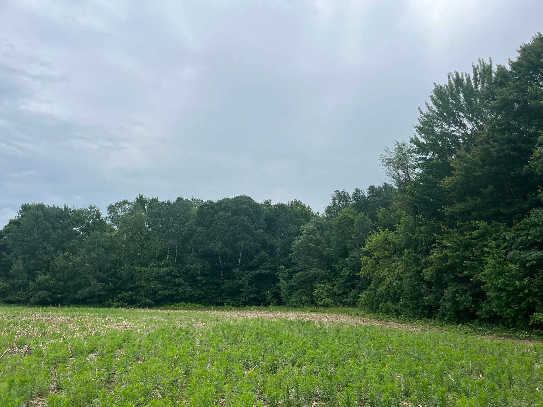 Photo 2 of Tbd (lot 4) Hemingway Avenue