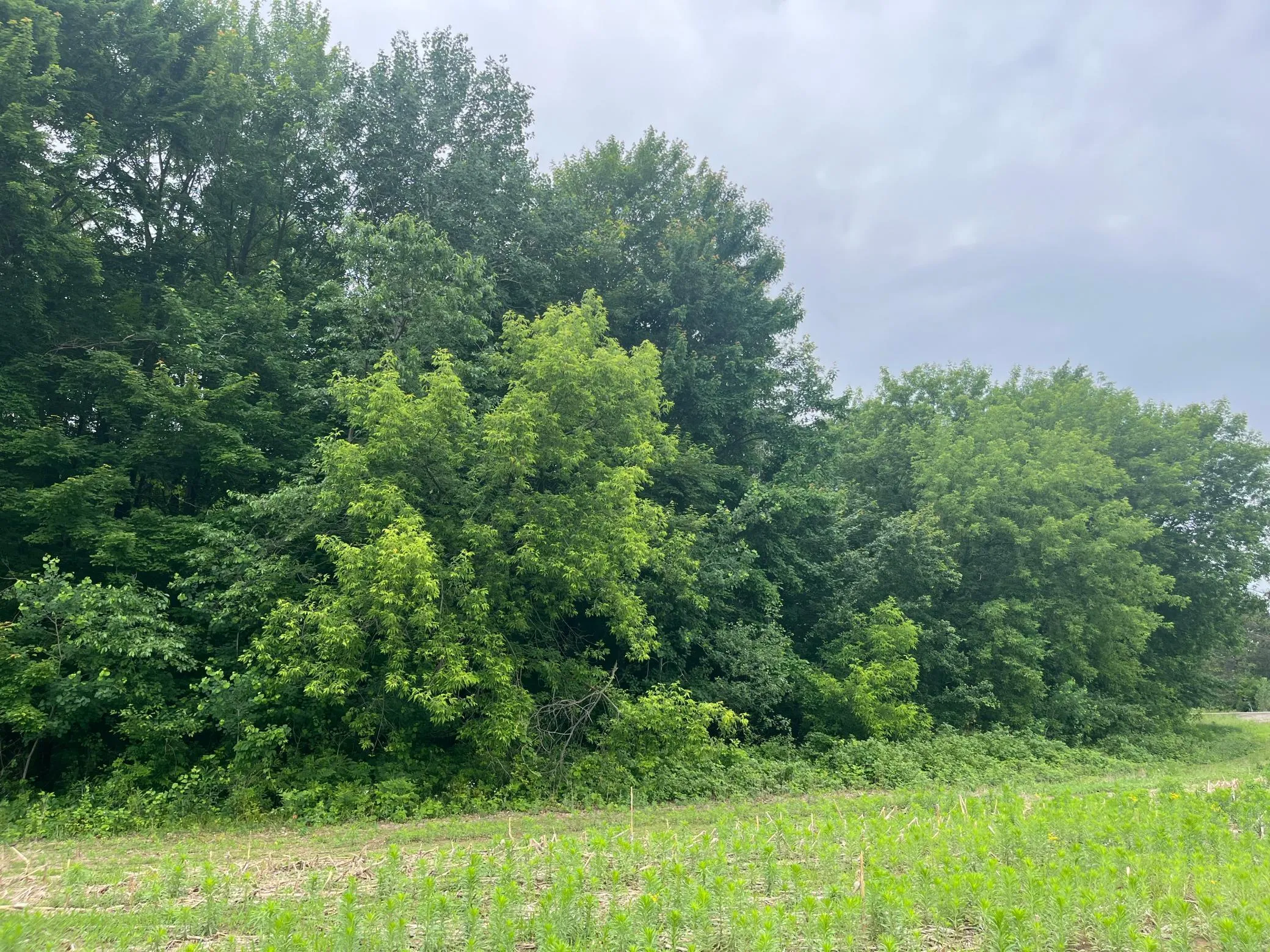 Photo 3 of Tbd (lot 4) Hemingway Avenue