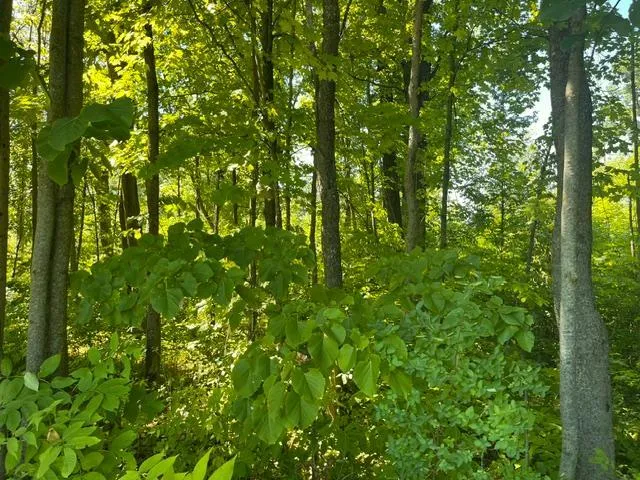 Photo 5 of Lot 1 County Road Bb