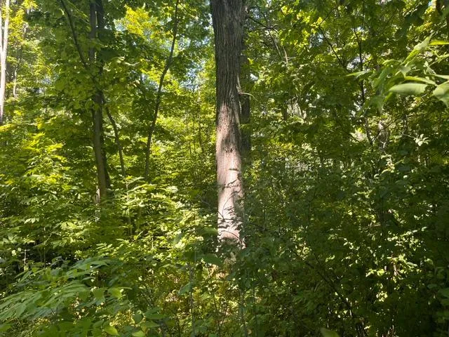 Photo 6 of Lot 1 County Road Bb