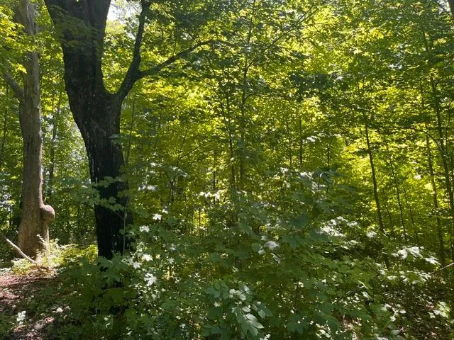 Photo 7 of Lot 2 County Rd Bb