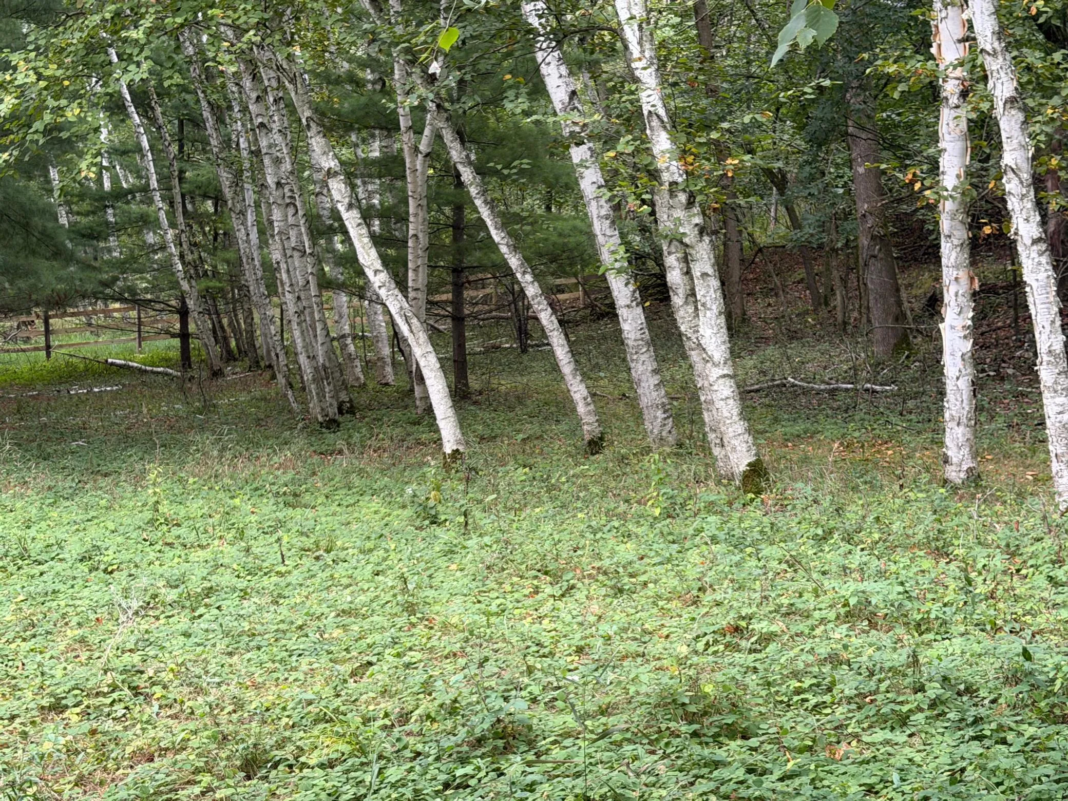 Photo 87 of 15581 Afton S Boulevard