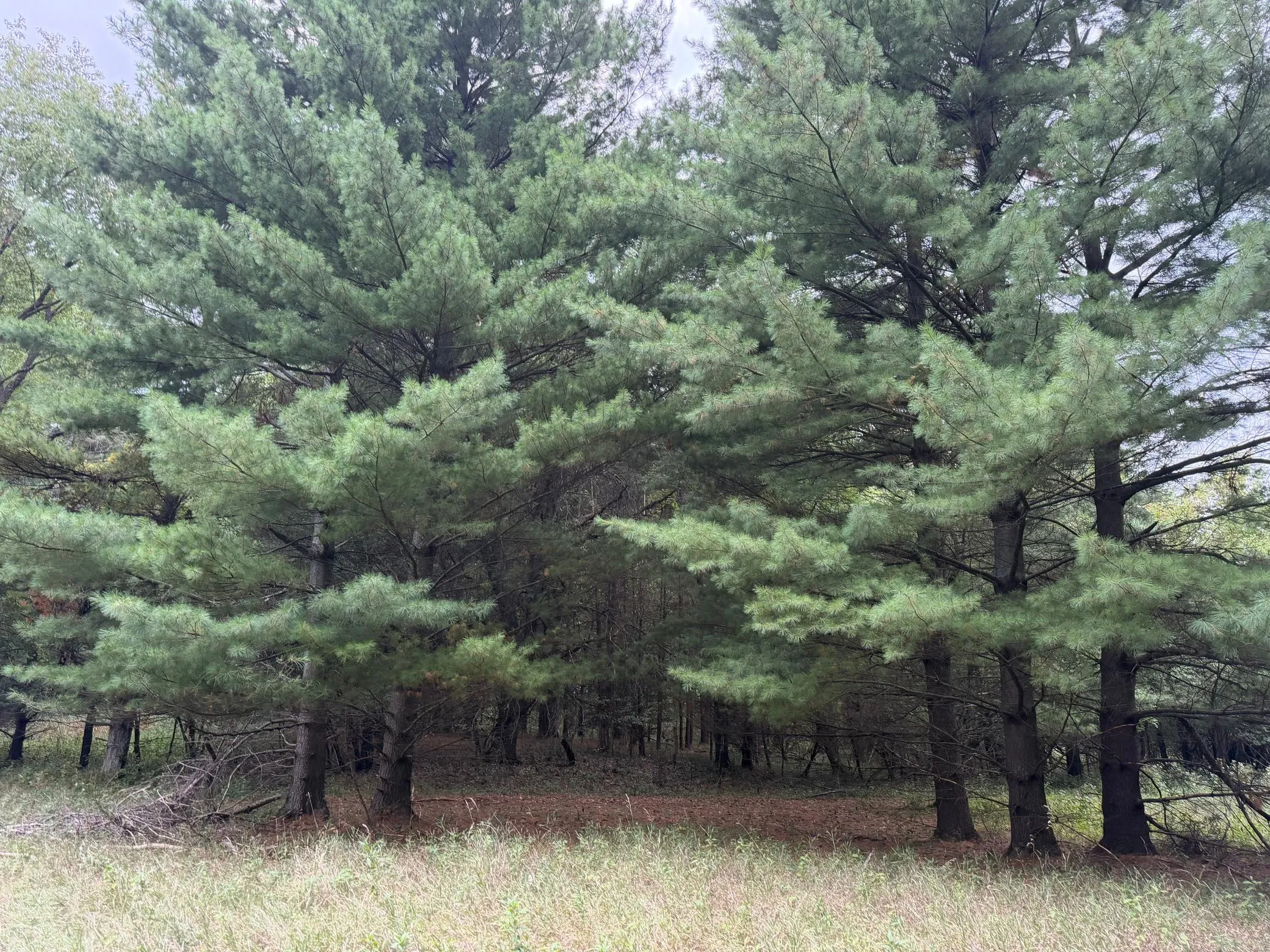 Photo 84 of 15581 Afton S Boulevard