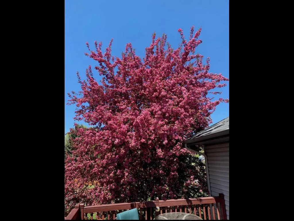Photo 32 of 15601 Claret W Avenue
