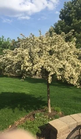 780