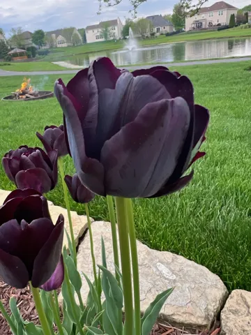 780