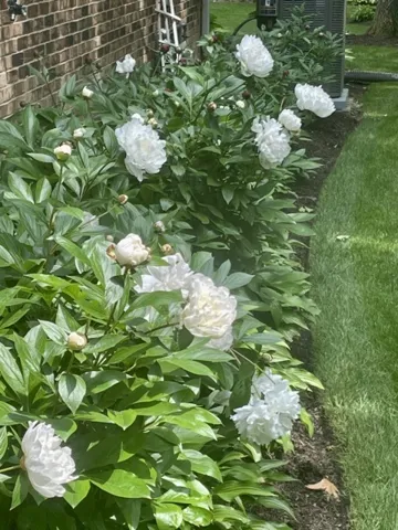 780