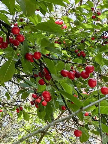 780