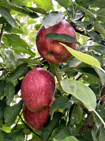 780