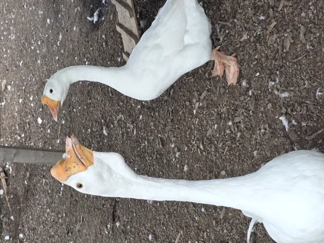 780
