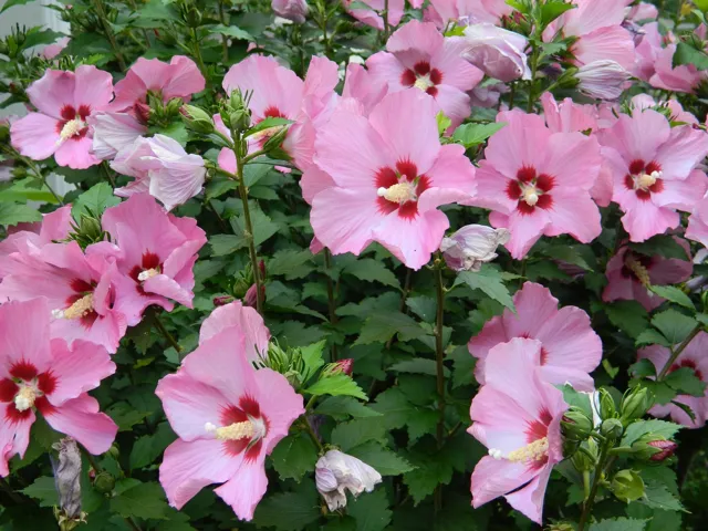 780