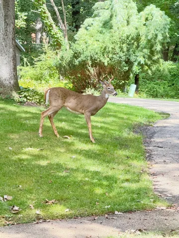780