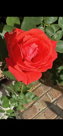 780