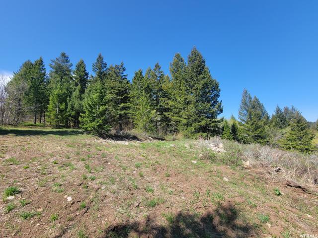 00 BARE GROUND