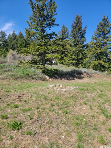 00 BARE GROUND