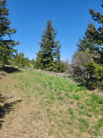 00 BARE GROUND